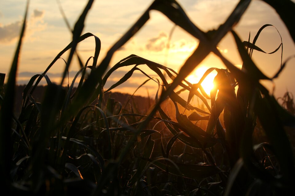 Evening sun field