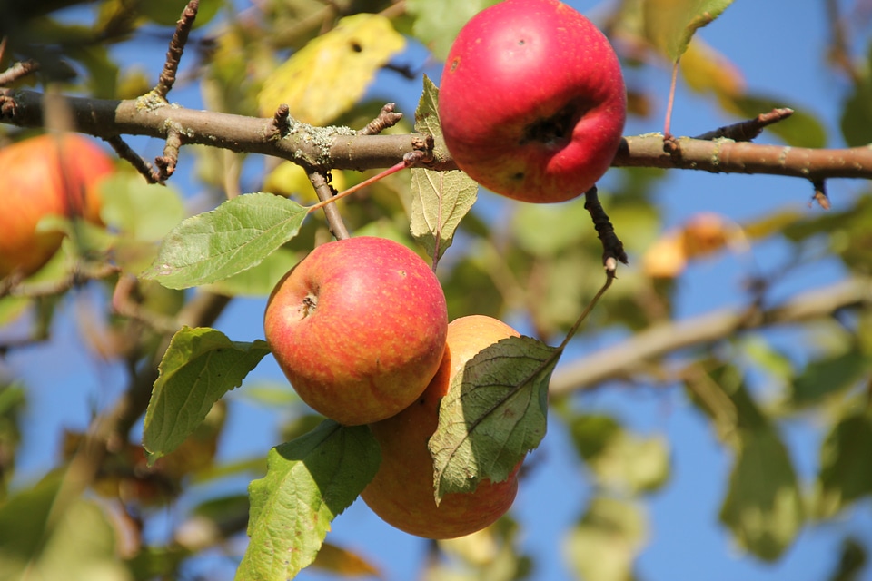 Apple fruit fruit tree photo