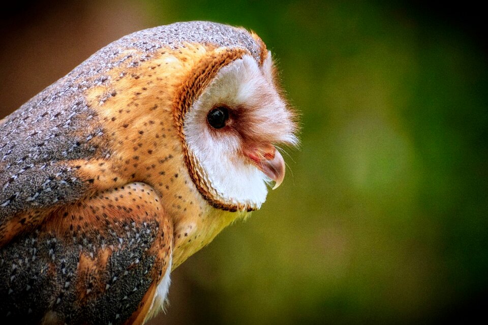Animal nature animal world