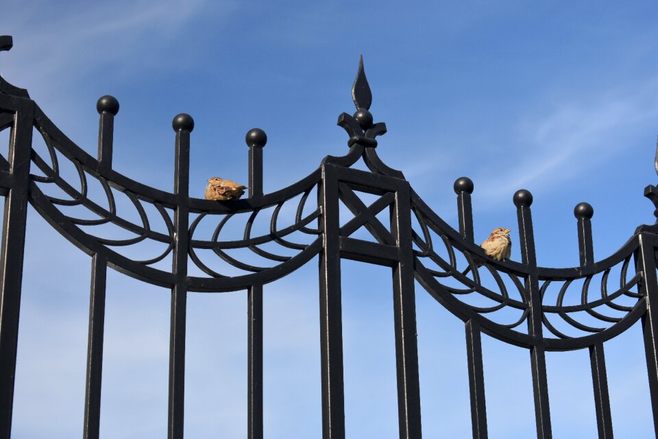Fencing steel black