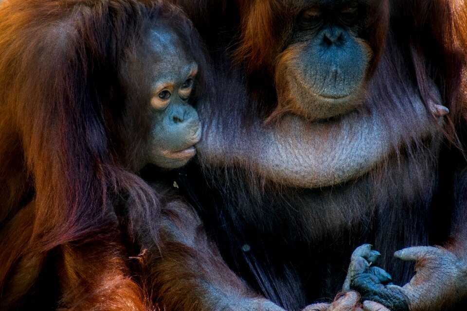 Animal mammal wildlife