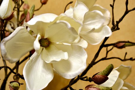 Magnolia blossom bud flower buds photo