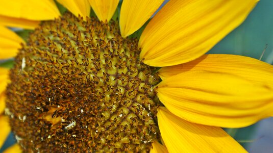 Yellow flower vegetable