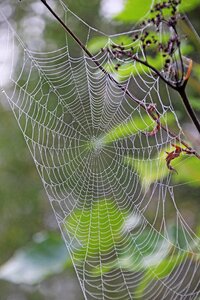 Dewdrop web nature photo