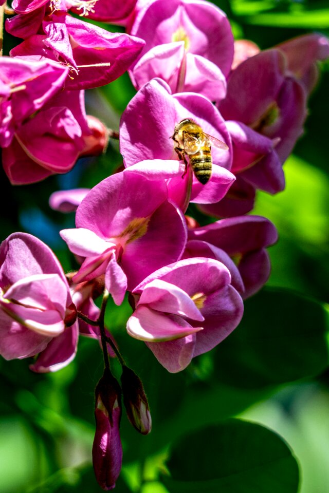 Early summer purple sophora flower Free photos photo