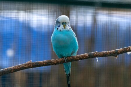 Animal plumage blue