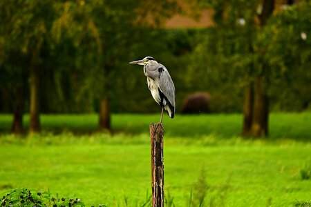 Animal wildlife post photo