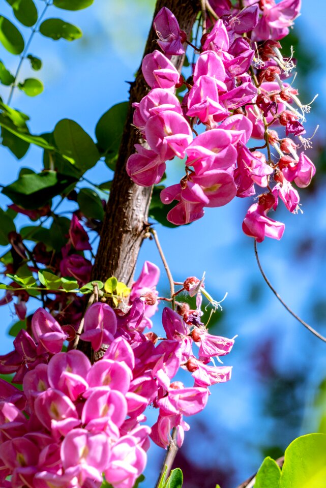 Early summer locust Free photos