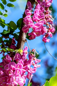 Early summer locust Free photos