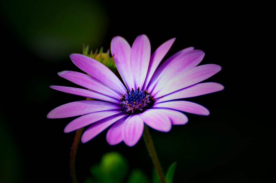 Purple nature plant