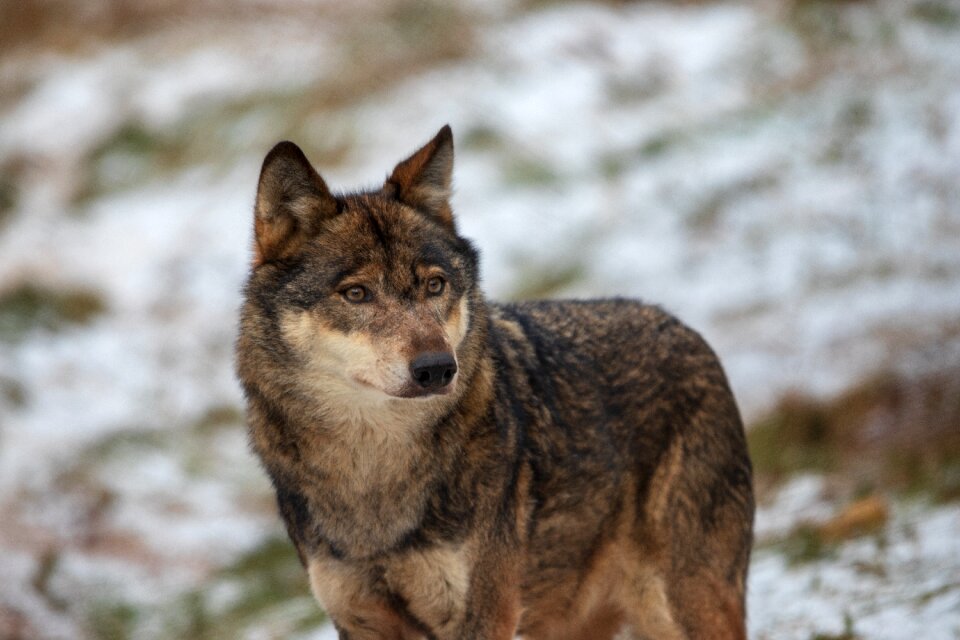 Animal world animal predator