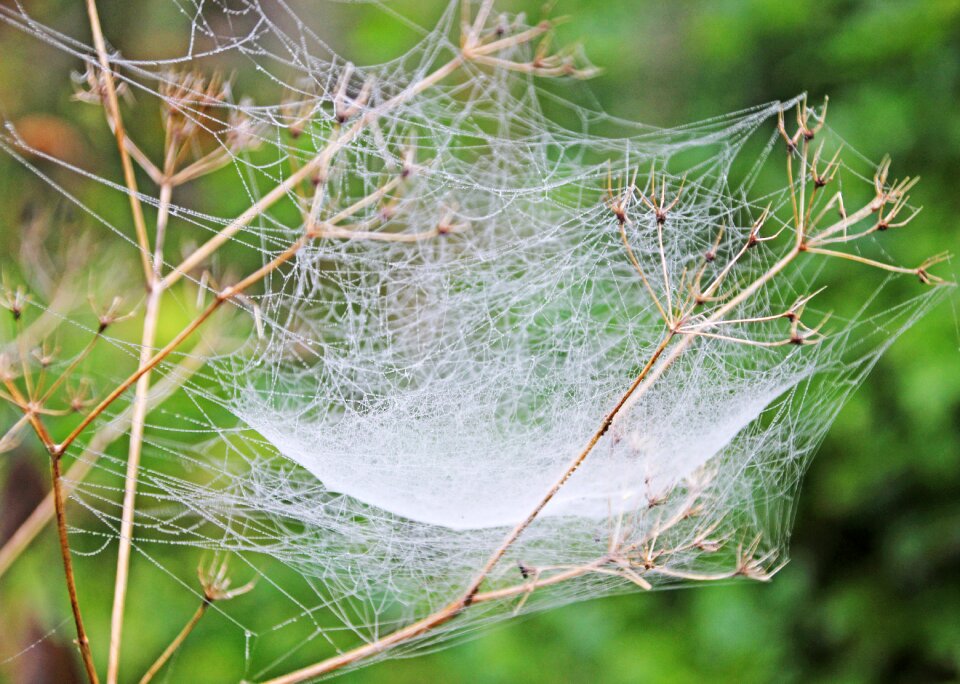 Dewdrop web nature