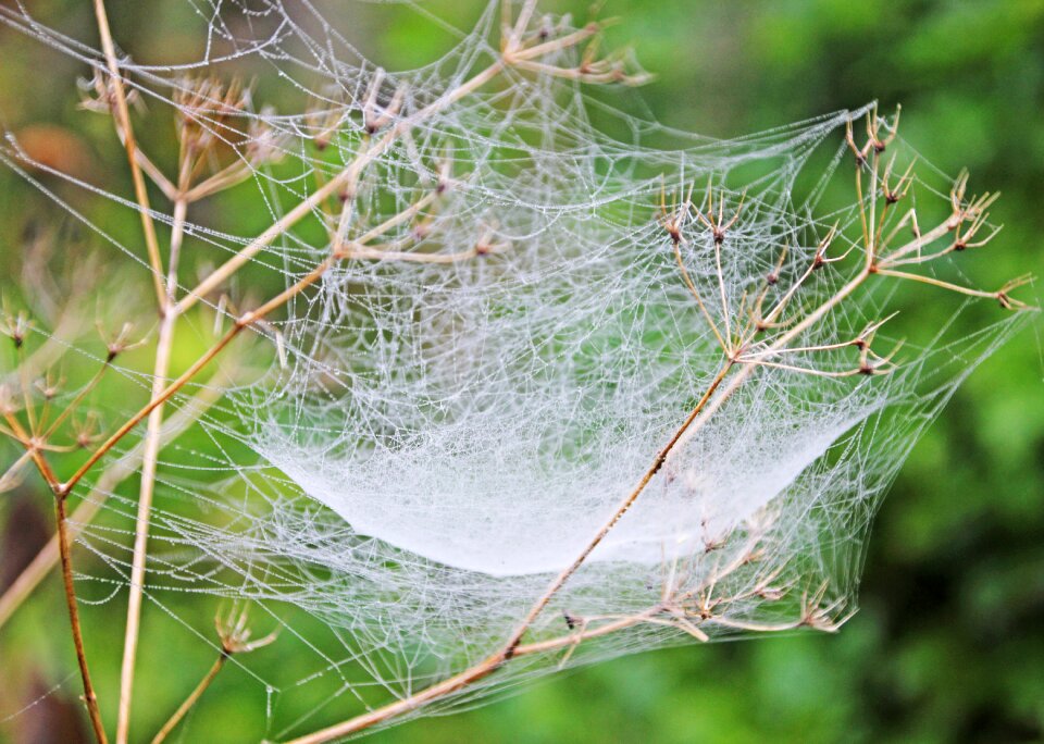 Dewdrop web nature photo