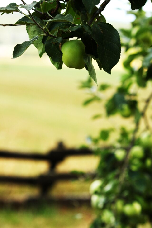 Apple tree fruit branch