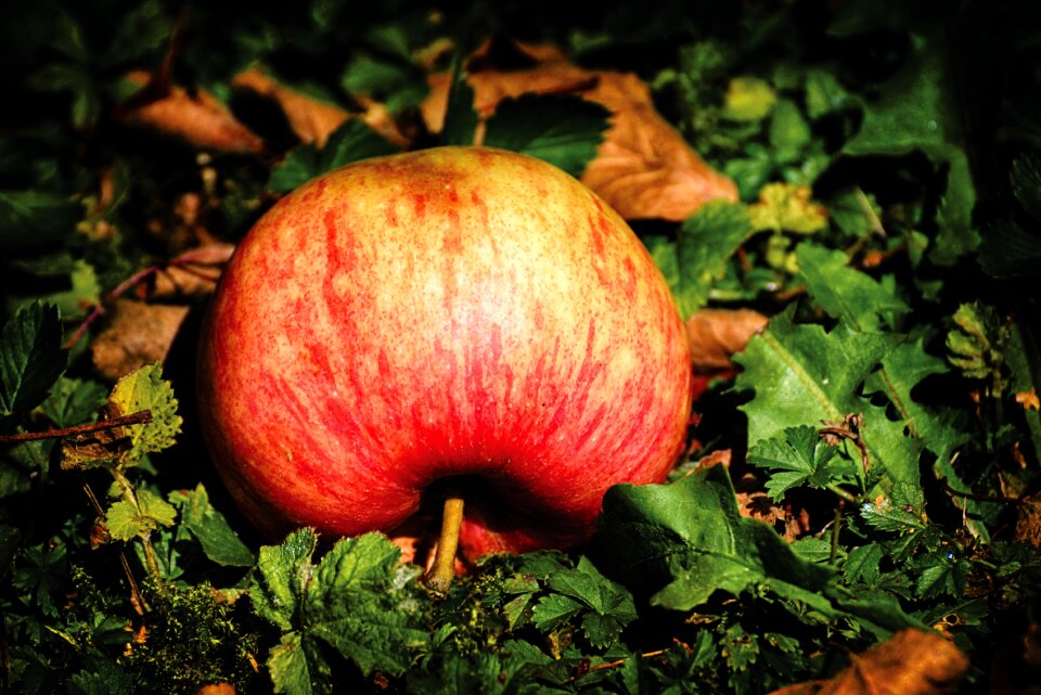 Delicious fruit healthy