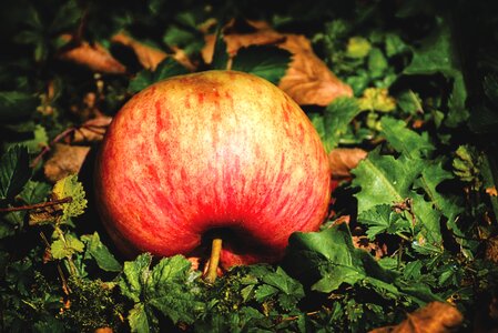 Delicious fruit healthy