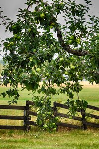 Garden fence green apple photo