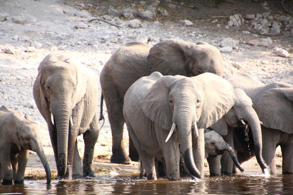 Nature namibia botswana