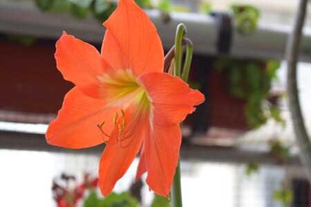 Amaryllis flower petal