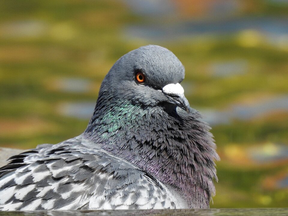 Feather plumage animal