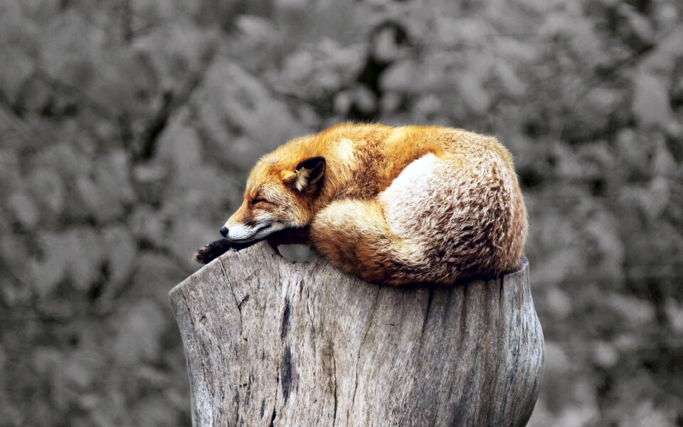 Nature outdoors mammal