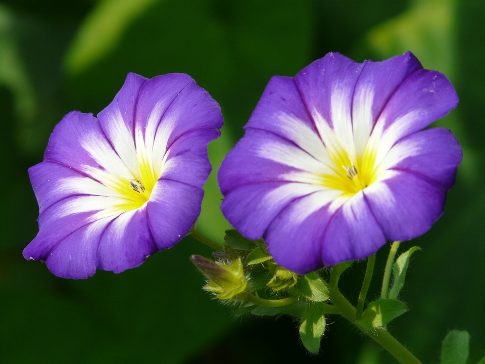 Sky blue morning glory ipomoea tricolor morning glories