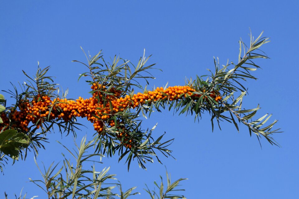 Branch orange healthy