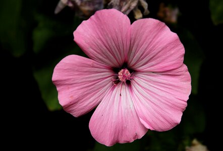 Petals bloom beauty photo