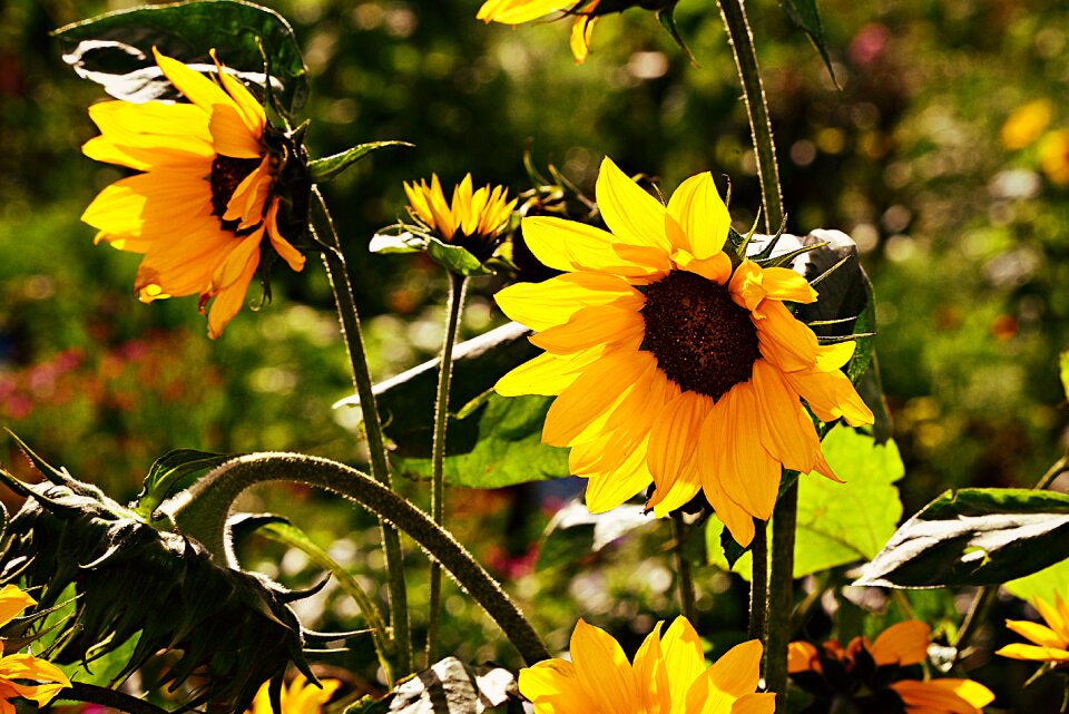 Plant nature garden