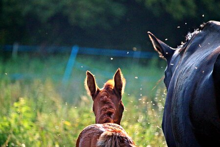 Flying mare animal photo