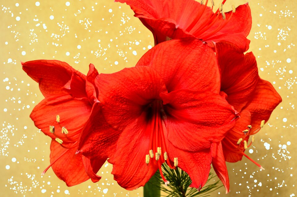 Bloom inflorescence stamens