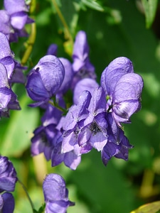 Monkshood aconitum napellus aconite