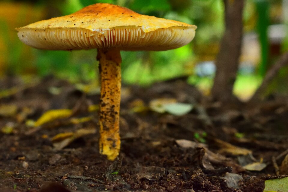 Fungi nature colombia
