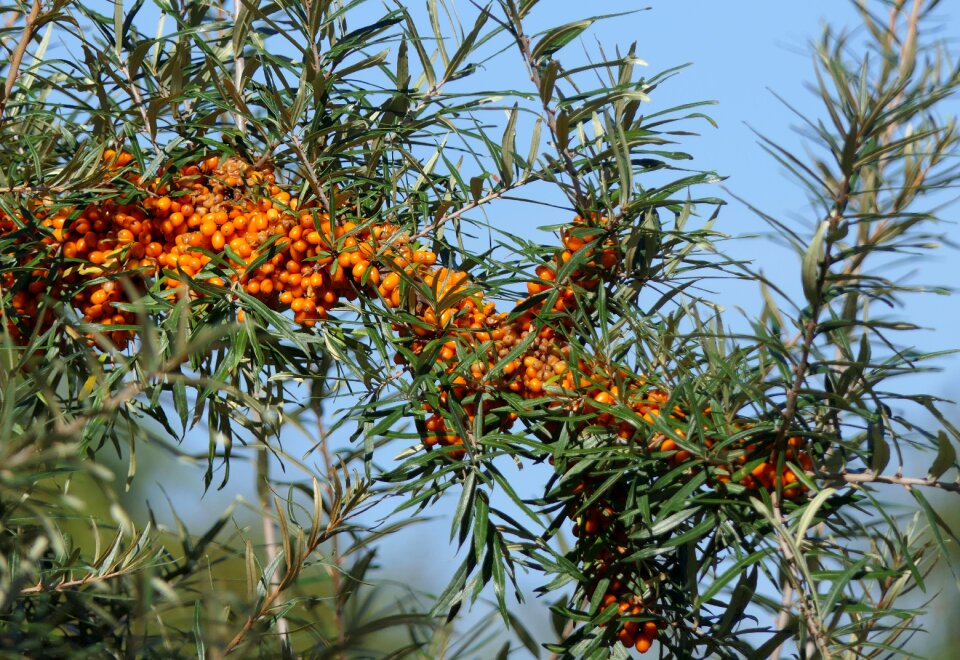 Bush orange healthy