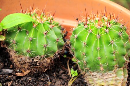 Flowerpot dea green photo