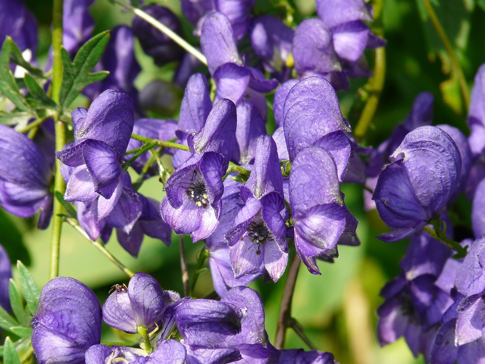 Monkshood aconitum napellus aconite