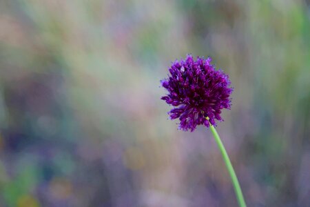 Spring purple nature