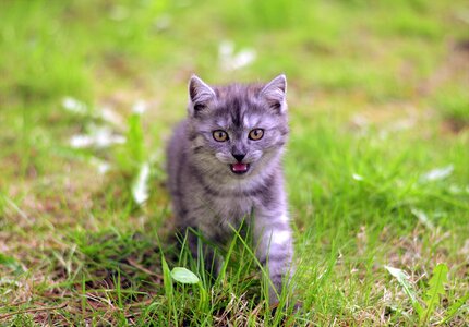 Cat dog pet cute