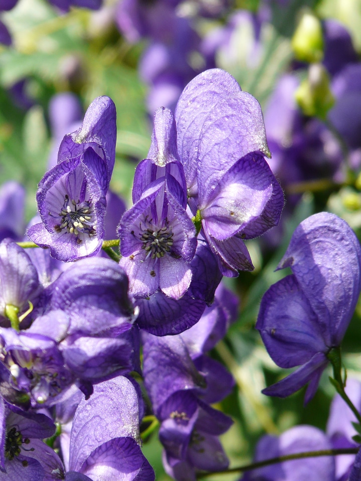 Monkshood aconitum napellus aconite