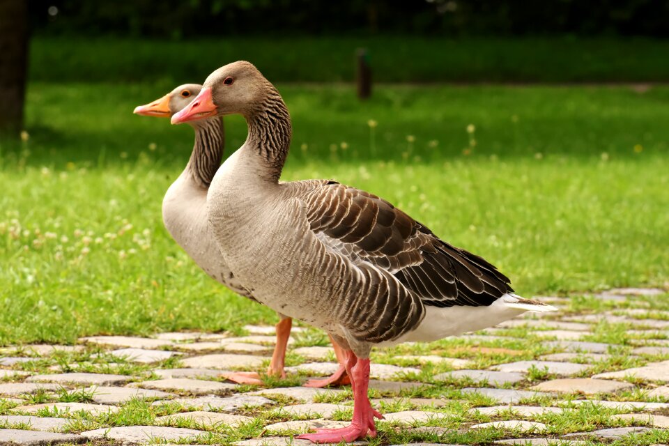 Group goose-char run
