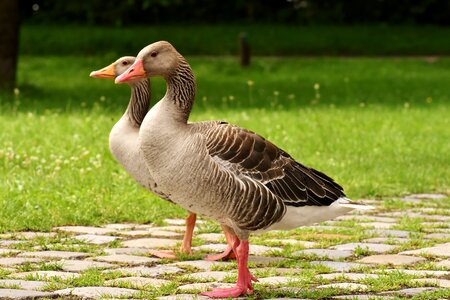 Group goose-char run photo