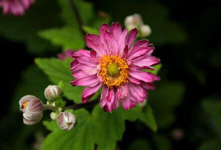 Pink flower garden