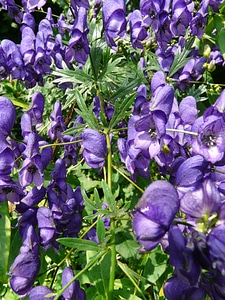 Monkshood aconitum napellus aconite