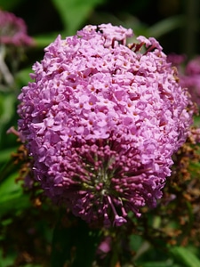 Summer lilac buddleja flower photo