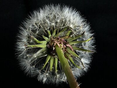 Sepal plant white photo