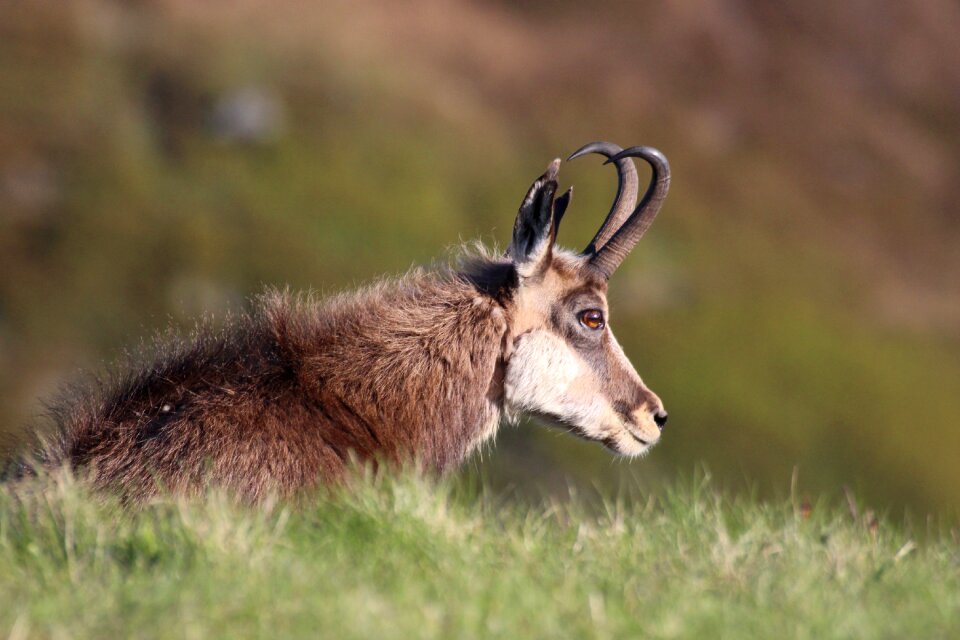 Chamois vosges hohneck