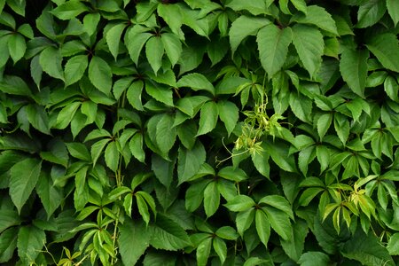 Texture background ivy
