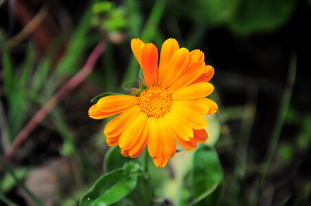 Garden yellow plant photo