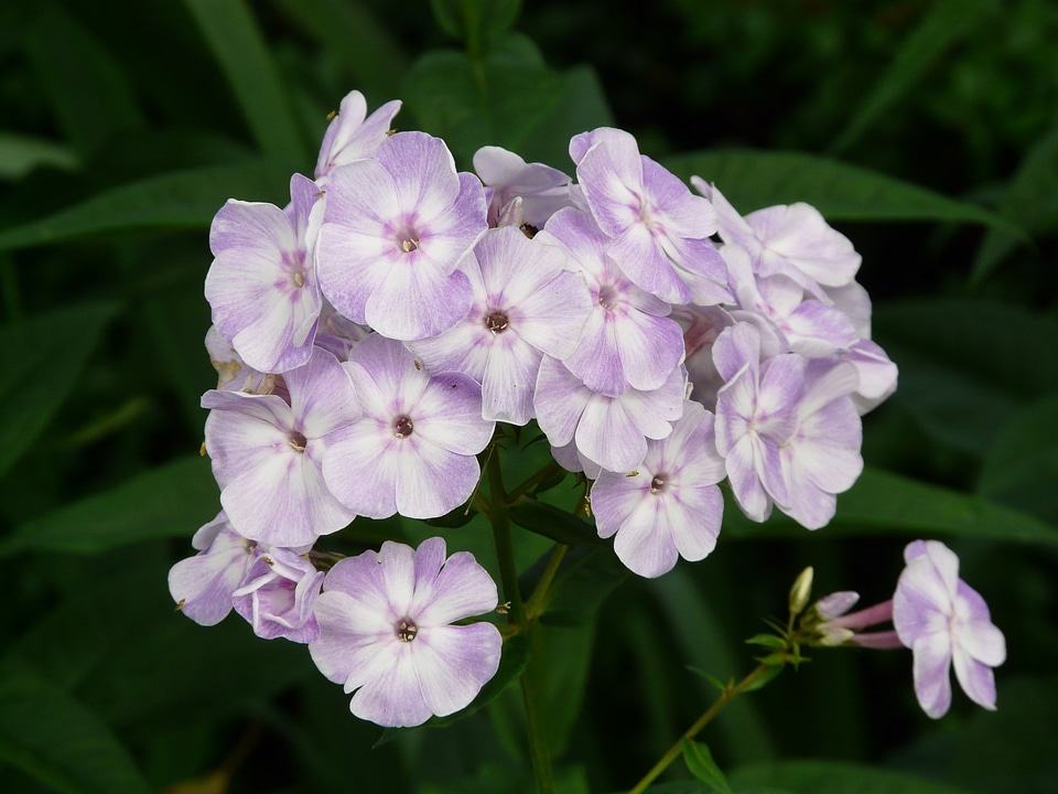High perennial phlox phlox paniculata flame flower panicle