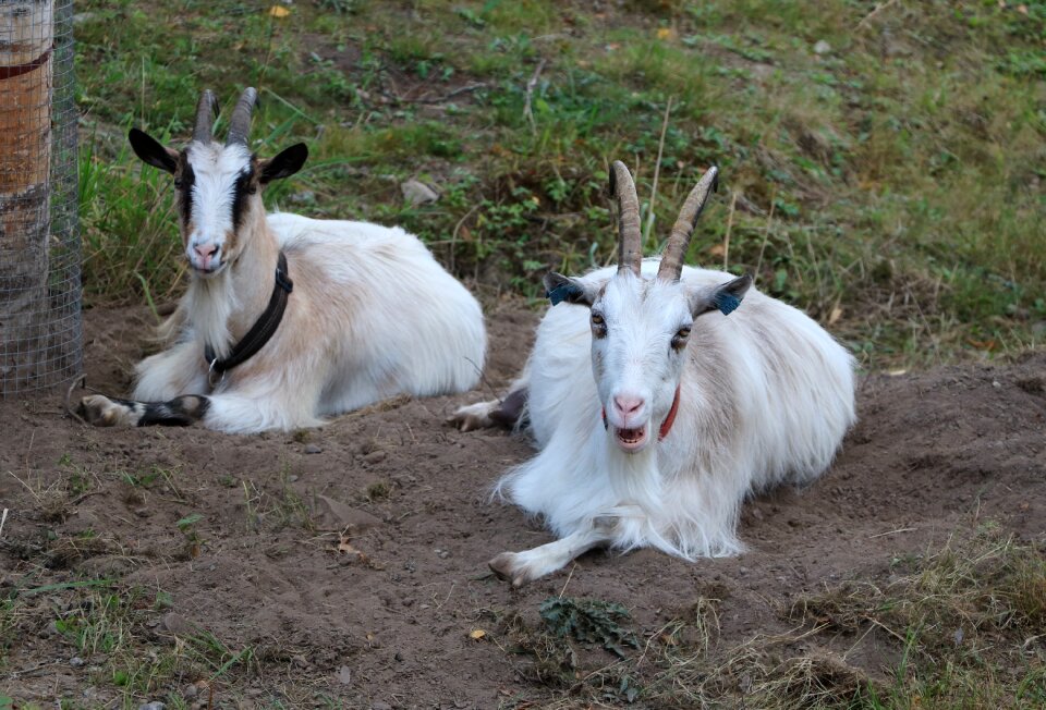 Domestic animals summer the horns